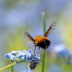 Dotted Beefly (Bombylius discolor) feeding from a blue flower in a sunlit garden