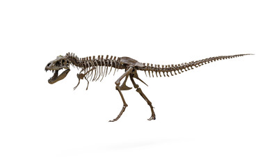 tyrannosaurus rex skeleton 