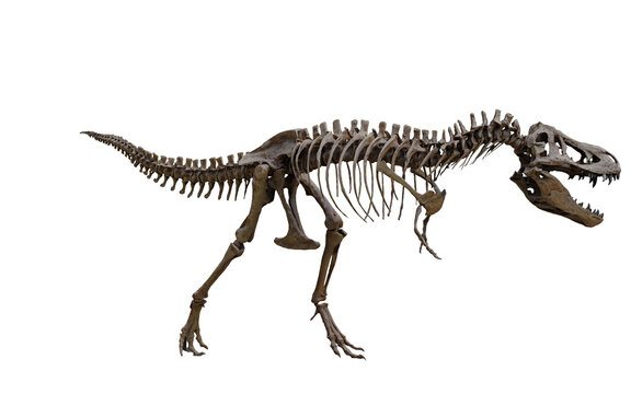 tyrannosaurus rex skeleton 