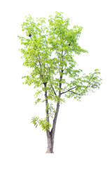 Fototapeta na wymiar Closeup Big Mahogany Tree isolated on white background