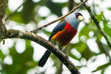 Toucan Barbet © Diego_Camargo_Photo