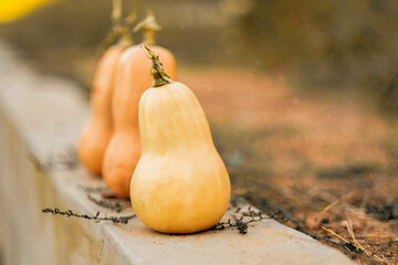 Orange halloween butternut pumpkins in sunny autumn day on golden background, fall display. Vegan food 