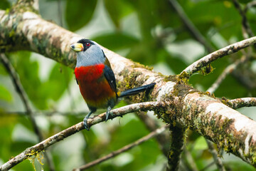 Toucan Barbet