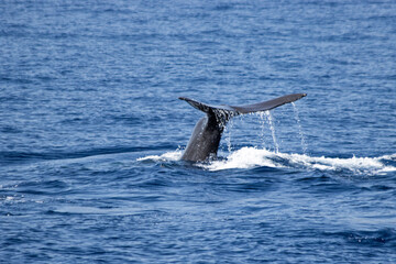 Sperm Whale diving in Madeira