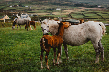 Obraz premium White mare and brown foal in Ireland 