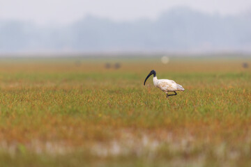 Black-headed Ibis (Threskiornis melanocephalus) at Manglajodi, Odisha, India.