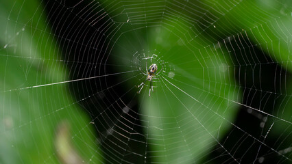 La araña del huerto (Leucauge venusta), es un arácnido perteneciente a la familia Tetragnathidae, del orden Araneae. Esta especie fue descrita por Walckenaer en 1841, originalmente bajo el nombre Epei