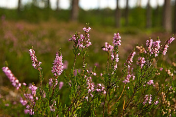 Blooming heathers on a warm autumn day.