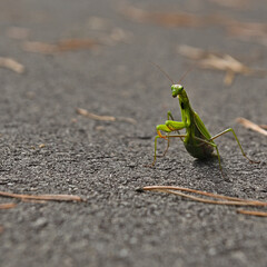 Common Mantis (Mantis religiosa) on a bicycle path. - obrazy, fototapety, plakaty