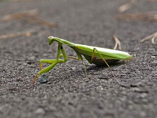 Common Mantis (Mantis religiosa) on a bicycle path.