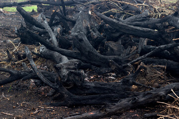consequence of a forest fire, forest fire, ashes of fallen trees, burnt trees after a fire