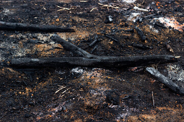 consequence of a forest fire, forest fire, ashes of fallen trees, burnt trees after a fire