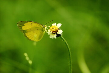 butterfly on a yellow flower