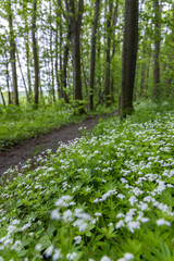 Spring beech forest in White Carpathians, Southern Moravia, Czech Republic