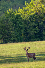 Deer grazing early in morning, Ceske Stredohori, Northern Bohemia, Czech Republic