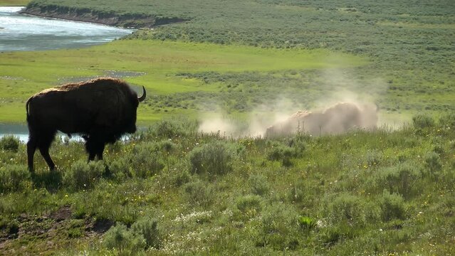 American Bison male bath wallowing next to second male
Yellowstone National Park bison wildlife, 2022
