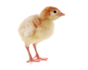 Small yellow chicken.