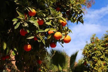 Orange fruit on a tree in Morocco