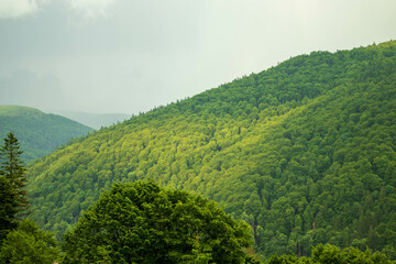 Green forest covering mountains