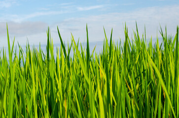 green grass and blue sky, green rice field with blue sky background