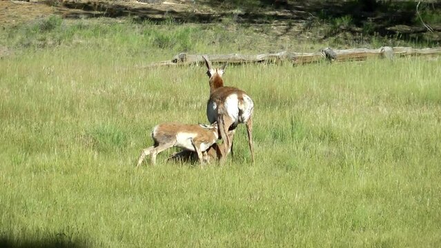 Pronghorn Antelope Female Nursing Two Calves
USA California Pronghorn Wildlife, 2022
