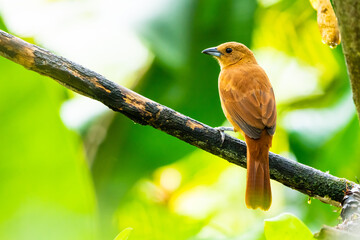 Tangara dorada