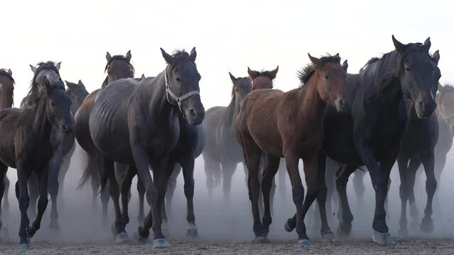herd of horses running in dust cloud in slow motion, 4K