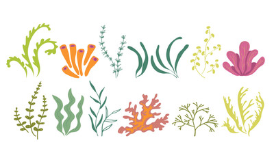 Fototapeta na wymiar Underwater marine flora. Seaweed ocean plants phytoplankton, algae, laminaria, sea moss. Green seaware set. Vector illustration on a white background