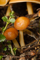 Collybia dryophila; 
Pieniążek dębowy
Gymnopus dryophilus