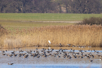 Great Goose, (Anser anser), Southern Bohemia, Czech Republic