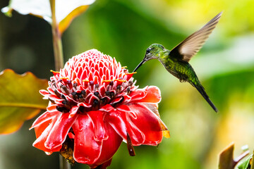 Hummingbird