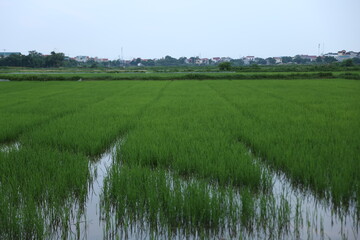 Rice field