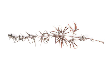 Dry branch of cannabis isolated on white background.