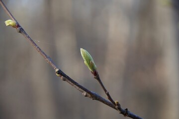 buds on a branch