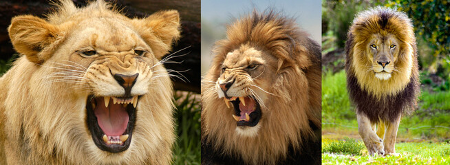 Lion portraits showing three stages of growth of this male lion. 