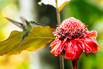 Hummingbird