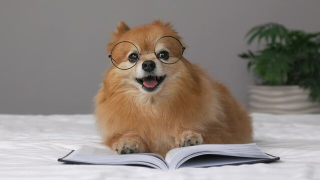 Smart German Spitz put his front paws on book located on bed, trying to put on his glasses. Cute little dog in glasses turned up his nose, creates an image of reading to camera on gray background 