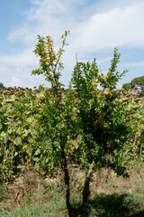 Young pomegranate tree in summer . Tuscany, Italy