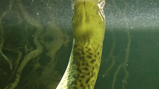 Anaconda Python Long body underwater, USA
Anaconda is a distribution of the Python, USA, 2022
