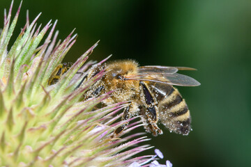 Pszczoła  miodna Apis mellifera podczas zbierania pyłku kwiatowego  