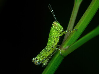 Nimfa rice grasshopper perched on the plant branch
