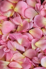 Fototapeta na wymiar Many Scattered Pink Rose Petals 