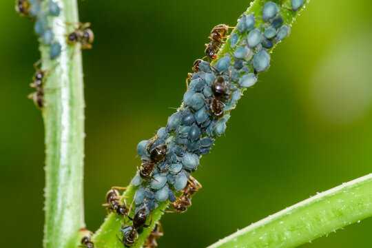 Mr&oacute;wki i mszyce siedzące na zielonej gałązce  żyjące w symbiozie