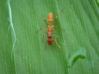 Male red mimic ant spider on the leaf from the top view