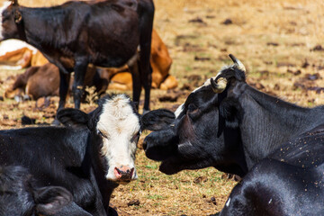 Close up black and white cows in the meadow. Dairy and agriculture concept.