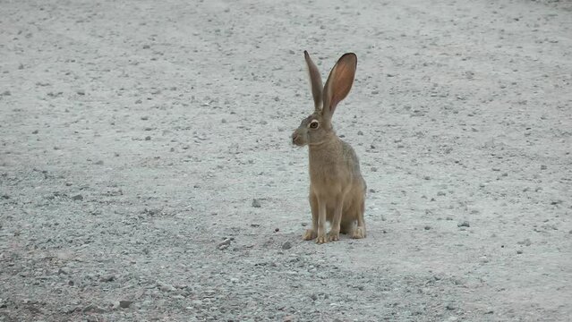 Black tailed Jackrabbit sitting on the ground
Valley of Fire State Park Nevada USA, 2021 
