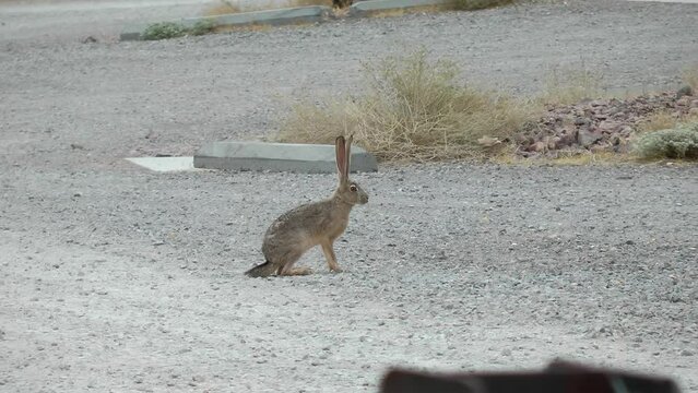 Black tailed Jackrabbit sniff and run
Valley of Fire State Park Nevada USA, 2021 
