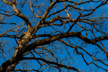 Obraz premium Bare Oak Trees