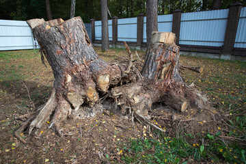 Uprooting of pine stumps in the garden. A stump with its roots torn out of the ground. Deleting a...