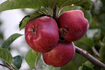 Obraz premium red ripe apples in an orchard ready for harvesting